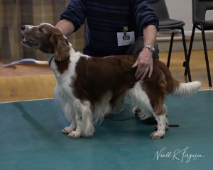 GCDS Dog